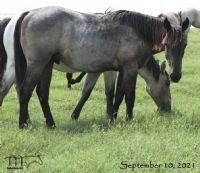 Miss Shiney's 2020 roan colt